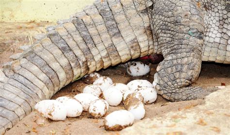 68 nesting sites of estuarine crocodiles spotted in Odisha park - Times of India