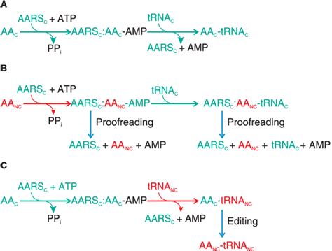 Proofreading and editing pathways in aminoacyl-tRNA synthesis. (A ...