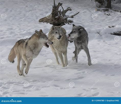 Wolf Pack Playing in the Snow. Stock Photo - Image of wolf, wildlife ...