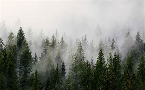 1366x768px | free download | HD wallpaper: green pine trees with fog ...