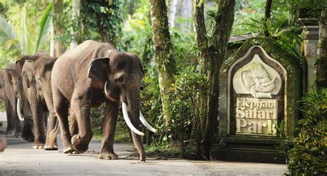 Bali Elephant Safari Park Taro | Bali Adventure Tours