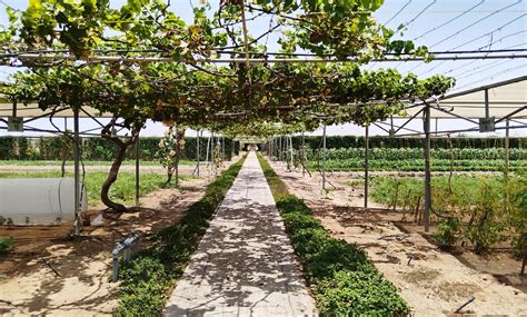 Abu Dhabi Organic Farms (Mazaraa) | Experience Abu Dhabi