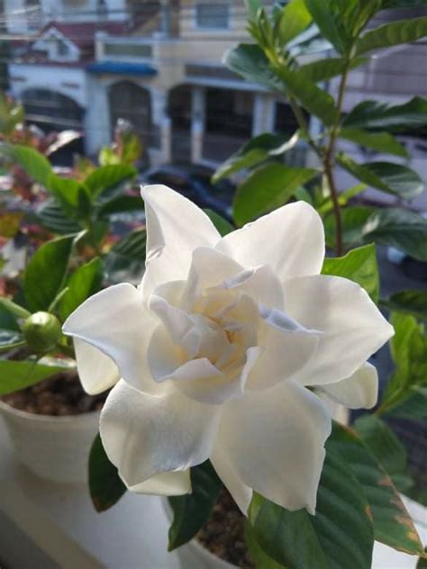 Rosal Plant, Gardenia Plant Flowering plants outdoor plant ornamental plant, Furniture & Home ...