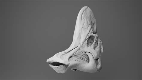 3D Corythosaurus skull - TurboSquid 1980088