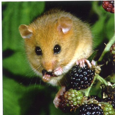 Dormice – Clarkson and Woods