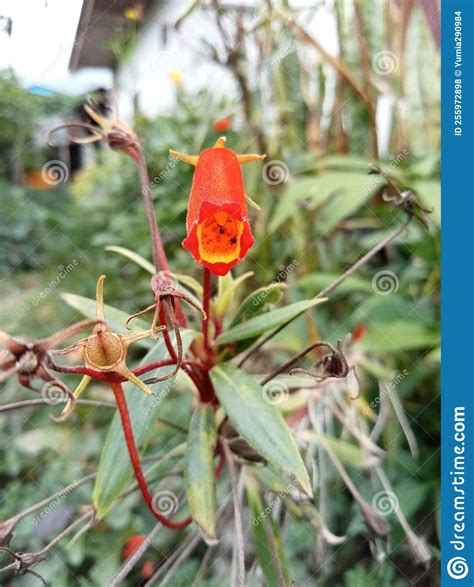 Seemannia Or Seemannia Sylvatica, Gesneriaceae Flowers Stock Photography | CartoonDealer.com ...