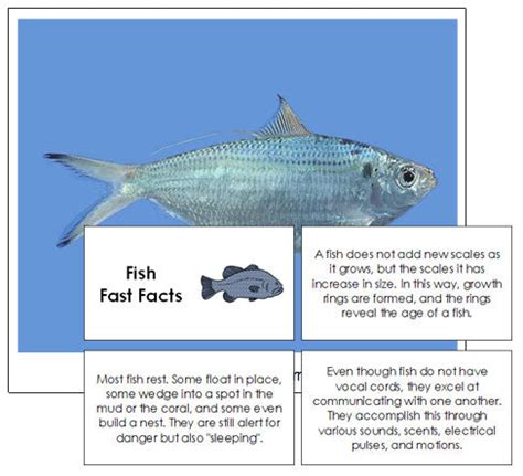 Fish Fast Facts - Montessori Print Shop