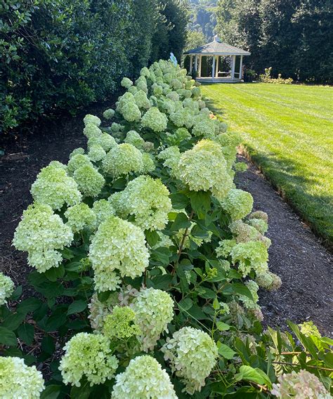 Summer Pruning Panicle Hydrangeas in the Southeast - Fine Gardening