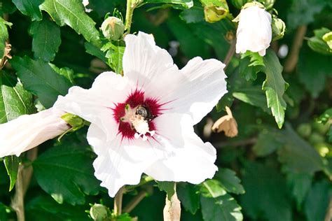 Hawaiian Hibiscus Blossom Bloom - Free photo on Pixabay - Pixabay