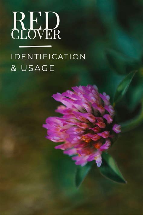 Red clover identification and uses – Artofit