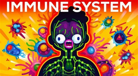 The Immune System Illustrated by Kurzgesagt