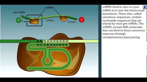 RNA Splicing Animation: There are 7 steps more details in text below. - YouTube