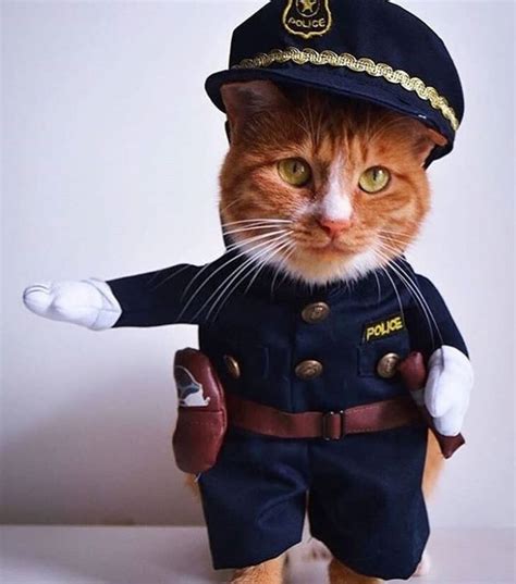 Cat Police Costume | 猫 画像, 猫, ほんわか