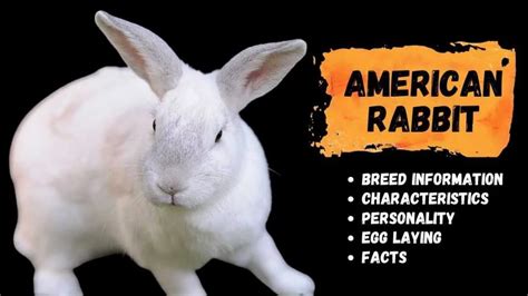 The American Rabbits: Breed Information, Behavior, Characteristics