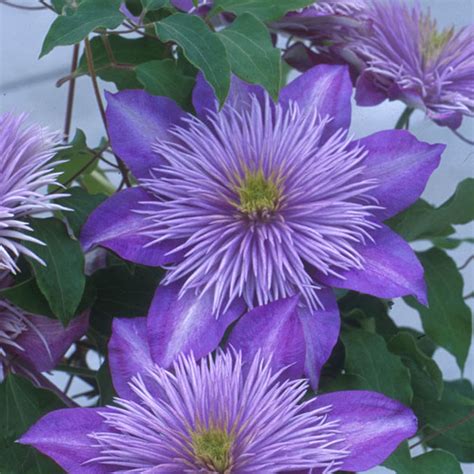 Crystal Fountain Clematis | Plant Addicts