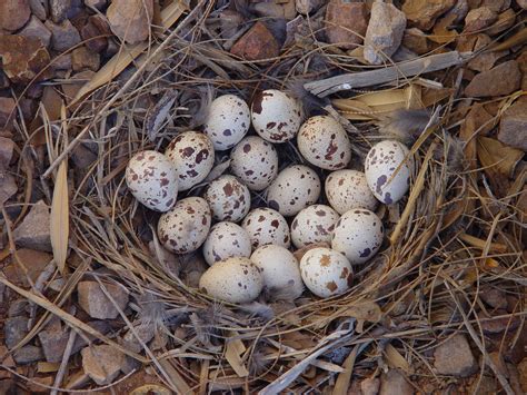 Pin by Second Studio on NEST | Quail eggs, Quail, Bird eggs