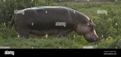 Hippopotamus on land eating grass Stock Photo - Alamy