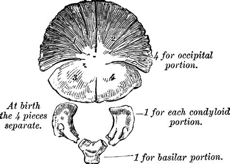 Development of Occipital Bone, vintage illustration. 35465691 Vector ...