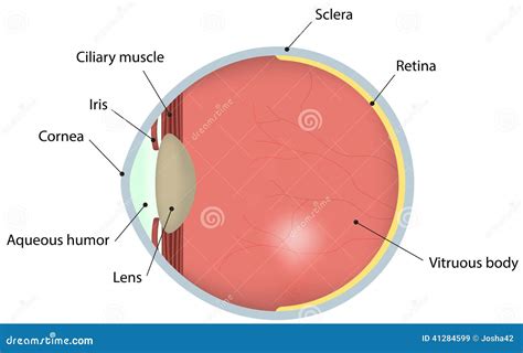 Eye Cross Section Labeled Diagram Stock Vector - Image: 41284599