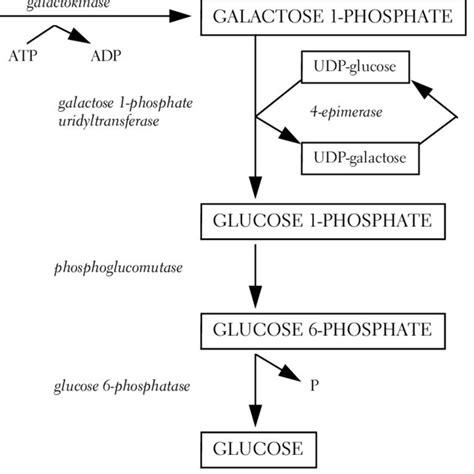 3. Galactose metabolism to glucose. | Download Scientific Diagram