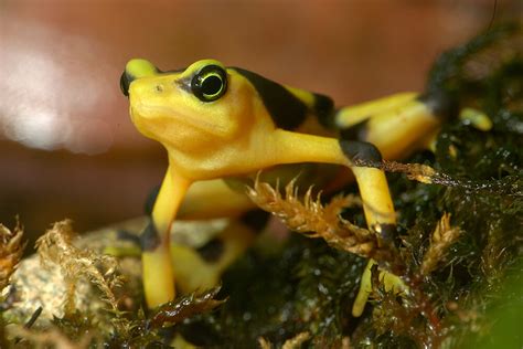 Panamanian Golden Frog | San Diego Zoo Animals & Plants