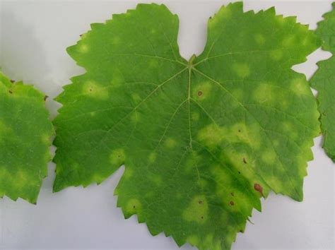 Downy mildew of grapevines | Agriculture and Food