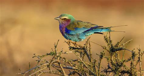 Birds of South Africa