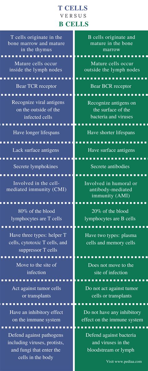 Difference Between T Cells and B Cells | Definition, Characteristics, Function