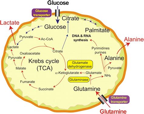 Metabolic Imaging of Glutamine in Cancer | Journal of Nuclear Medicine