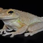 Cuban Tree Frog: Facts, Characteristics, Habitat and More - Animal Place