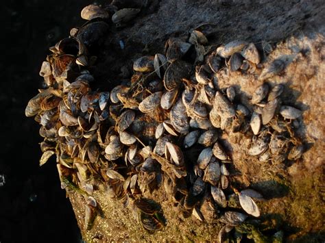 Zebra mussels losing their grip; Hudson River ecosystem rebounding