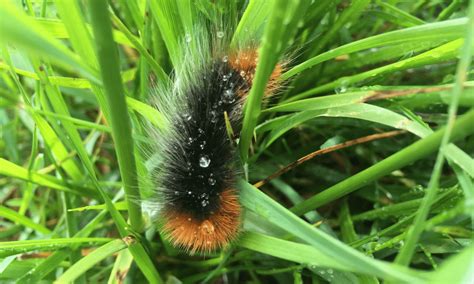 Are Black Fuzzy Caterpillars Poisonous? | Pests Banned