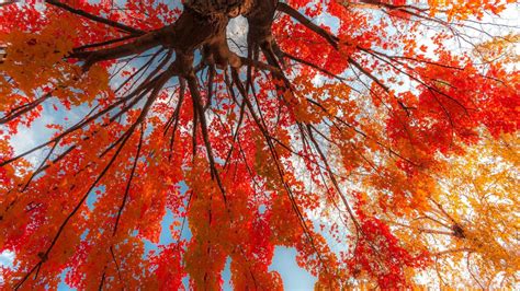 Average peak for fall foliage in Wisconsin