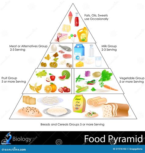 Food Pyramid stock vector. Illustration of food, balance - 31976102