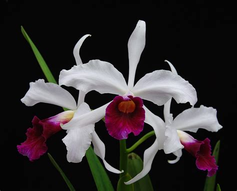 Download White Flower Flower Nature Orchid HD Wallpaper