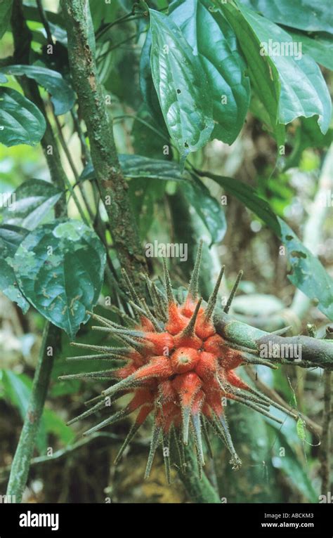 Rainforest plant in the Congo, Republic of Congo Stock Photo - Alamy