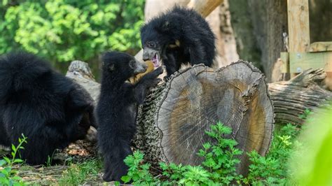 Philadelphia Zoo's new animals - Axios Philadelphia