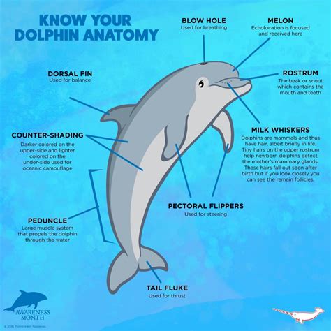 Pin by Meredith Seidl on Animal Facts | Dolphin facts, Fun facts about animals, Animal facts