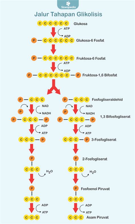 Konsep Tempat Terjadinya Proses Glikolisis Adalah Skema Mesin | The Best Porn Website
