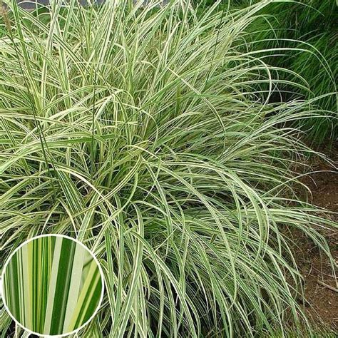 Chinese Silver Grass, grows to 8' | Partial sun perennials, Low maintenance plants, Cool plants