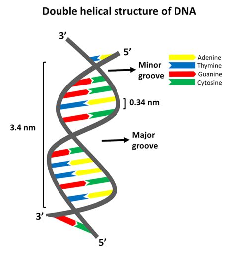 Double Helical Structure of DNA | Covalent bonding, Chromosome structure, Dna