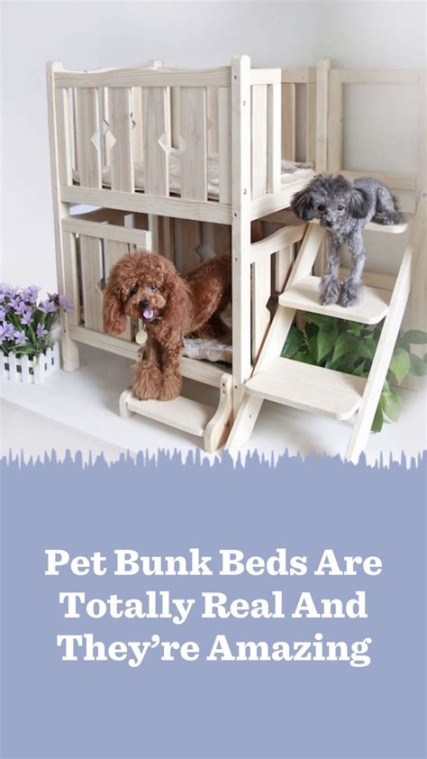 Pet Bunk Beds Are Totally Real And They're Amazing in 2023 | Pet bunk ...