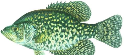 BLACK CRAPPIE / Fish Species / Fishing / KDWP - KDWP