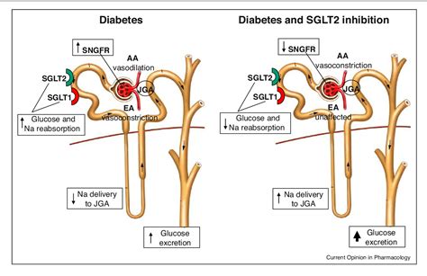 ACE and SGLT2 inhibitors: the future for non‐diabetic and diabetic ...