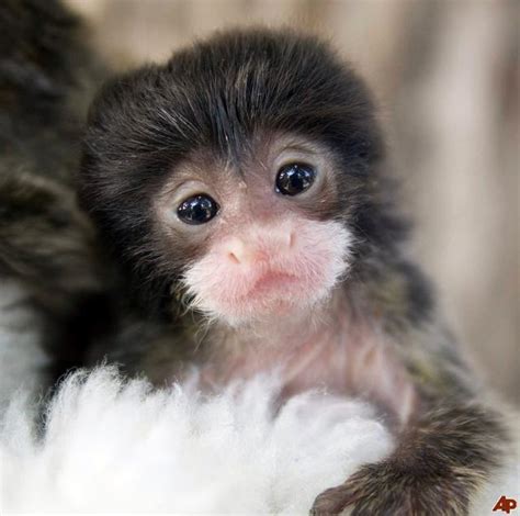 All Hail the Emperor Tamarin! | Featured Creature