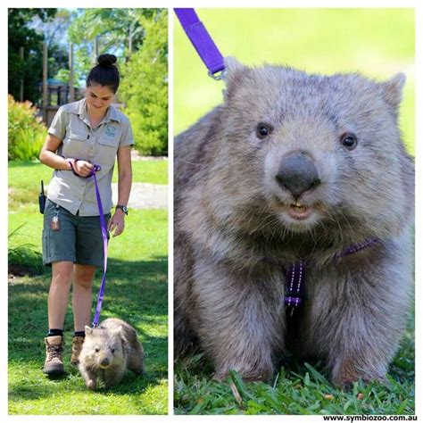 Millie the wombat,harness training,Symbio zoo NSW Australia | Cute wombat, Cute animals ...