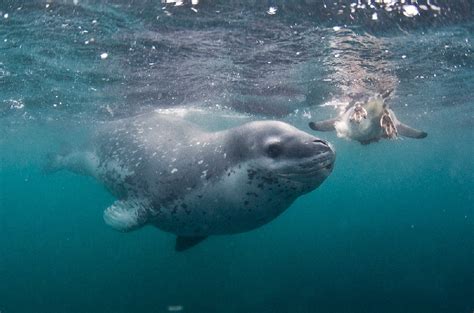 Story Behind the Shot: The Hunting Leopard Seal - Underwater ...