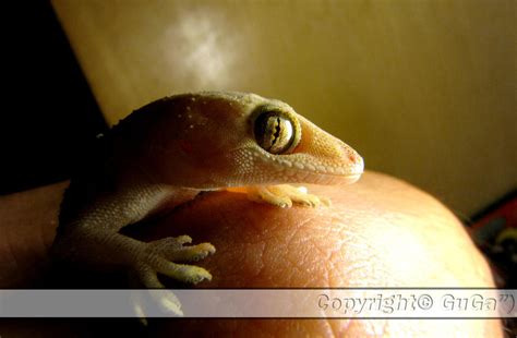 Smiling Gecko 2 by GuGa-Pics on DeviantArt