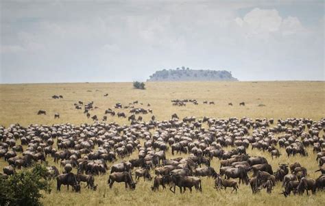 Serengeti Walking Safari - Sayari Camp