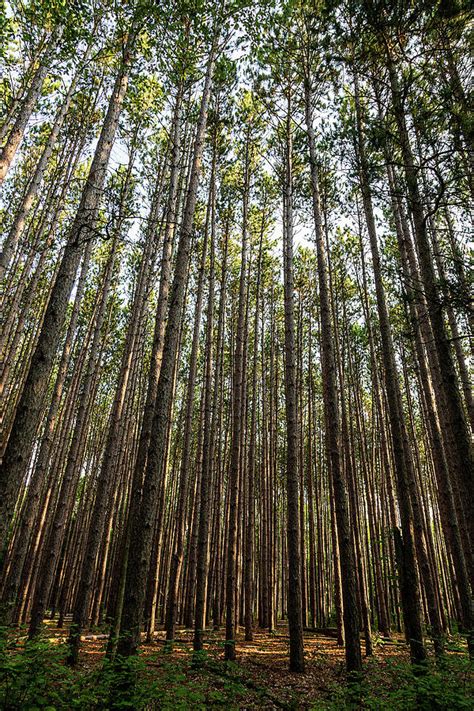 Tall Red Pine Forest Photograph by Dale Kincaid - Pixels